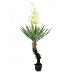 EUROPALMS Yucca palm with...