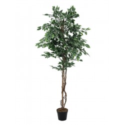 EUROPALMS Variegated Ficus,...