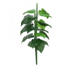 EUROPALMS Caladium,...