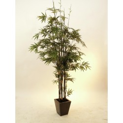 EUROPALMS Bamboo black...