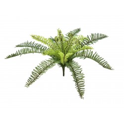 EUROPALMS Forest fern,...