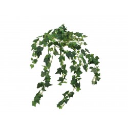 EUROPALMS Ivy bush,...