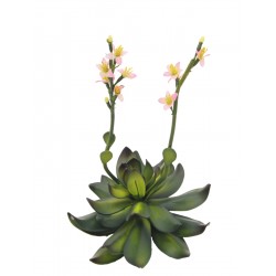 EUROPALMS Houseleeks (EVA),...