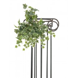 EUROPALMS Holland ivy...