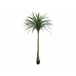 EUROPALMS Dracena, green,...