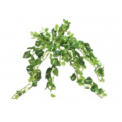 EUROPALMS Pothos bush,...