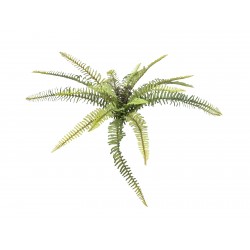 EUROPALMS Forest fern,...