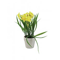 EUROPALMS Daffodil,...