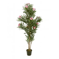 EUROPALMS Oleander tree,...