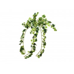 EUROPALMS Holland ivy bush,...
