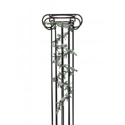 EUROPALMS Flowering...