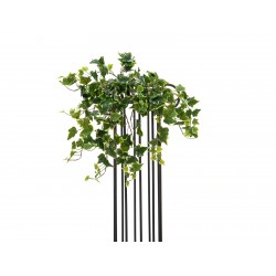 EUROPALMS Holland ivy bush...