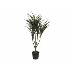 EUROPALMS Dracena,...