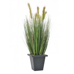EUROPALMS Moor-grass in...