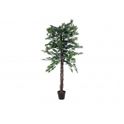 EUROPALMS Ficus Tree Multi...
