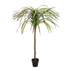 EUROPALMS Dracena,...