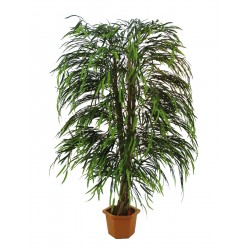 EUROPALMS Willow tree multi...