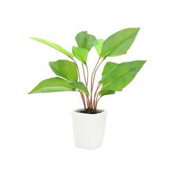 EUROPALMS Fan leaf,...