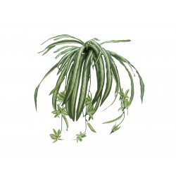 EUROPALMS Spider plant,...