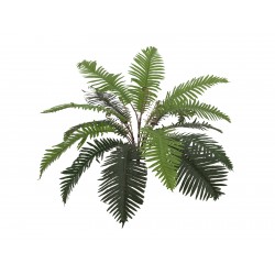 EUROPALMS Sword Fern,...