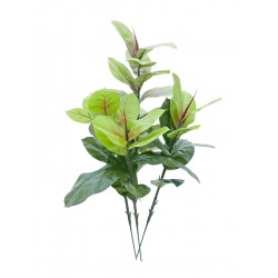 EUROPALMS Rubber tree,...