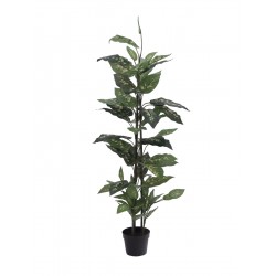 EUROPALMS Dieffenbachia,...