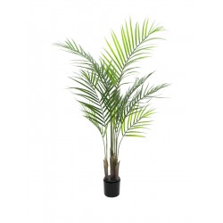 EUROPALMS Areca palm with...