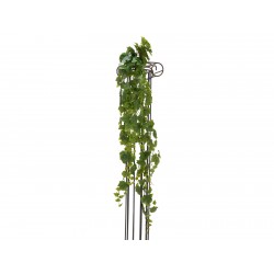 EUROPALMS Grape bush,...