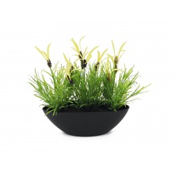 EUROPALMS Feather lettuce,...