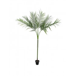 EUROPALMS Areca deluxe,...