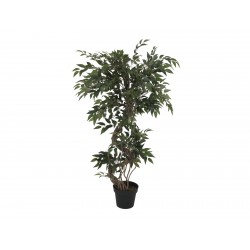 EUROPALMS Ficus multiple...