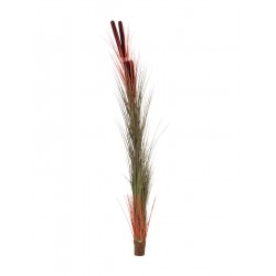 EUROPALMS Reed grass with...