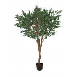 EUROPALMS Giant Olive tree,...