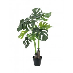EUROPALMS Monstera...