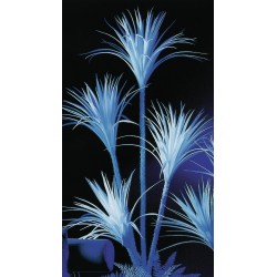 EUROPALMS Yucca palm,...