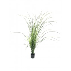 EUROPALMS Reed (grass),...