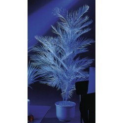 EUROPALMS Kentia palm,...