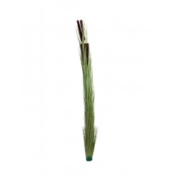 EUROPALMS Reed grass with...