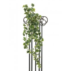 EUROPALMS Holland ivy...