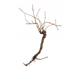 EUROPALMS Grapevine 150cm