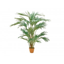 EUROPALMS Canary date palm,...