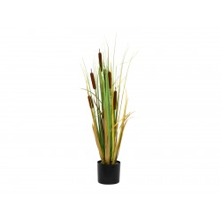 EUROPALMS Bulrush,...