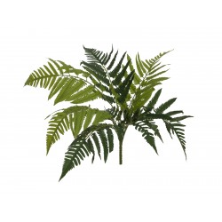 EUROPALMS Lady Fern,...