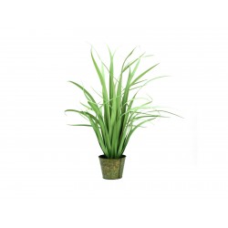 EUROPALMS Yucca bush, small...