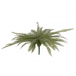 EUROPALMS Boston fern,...