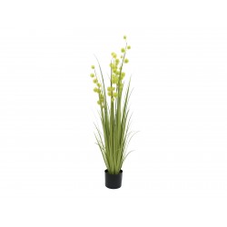 EUROPALMS Allium Grass,...