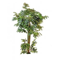 EUROPALMS Fishtail bush,...