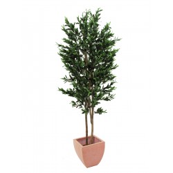 EUROPALMS Olive Tree with...