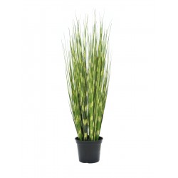 EUROPALMS Zebra grass,...