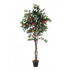 EUROPALMS Camelia red...